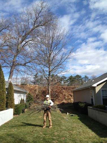 Organic Tree Services