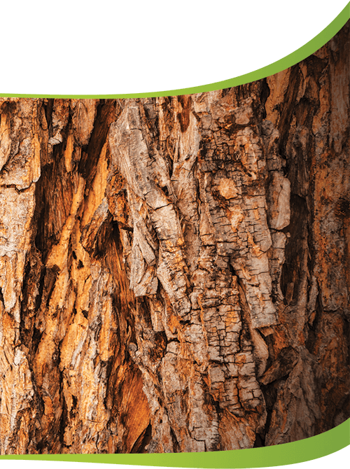 Organic Tree Services