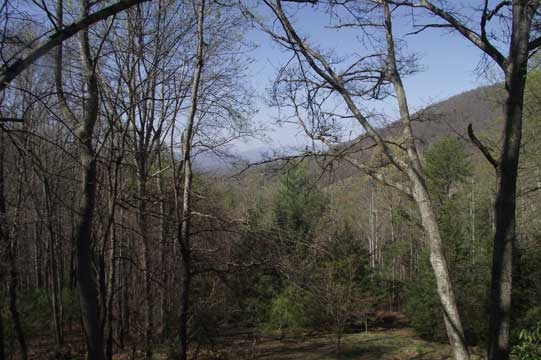 Organic Tree Services