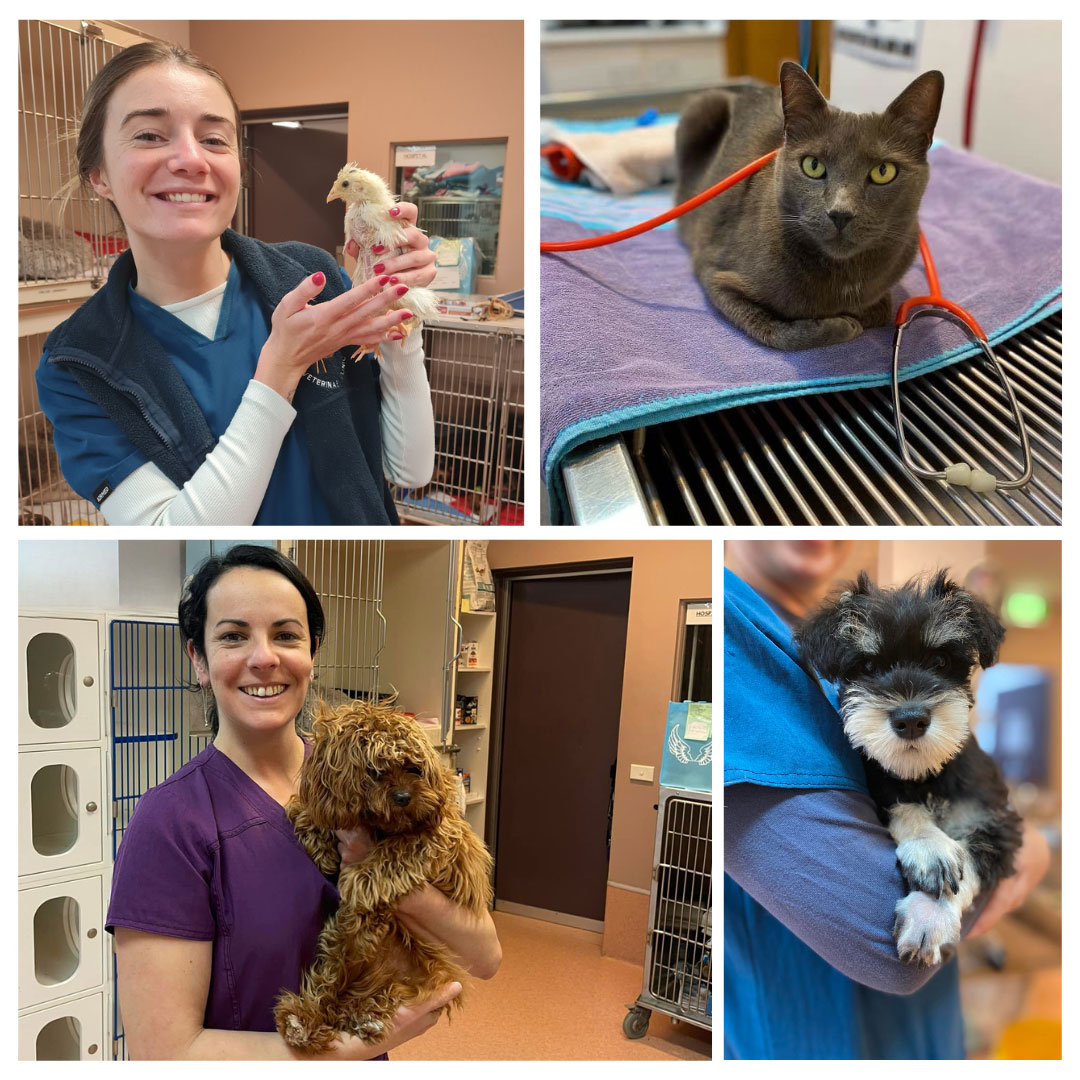 Chatswood Veterinary Clinic