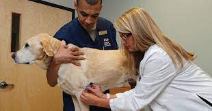 Chatswood Veterinary Clinic