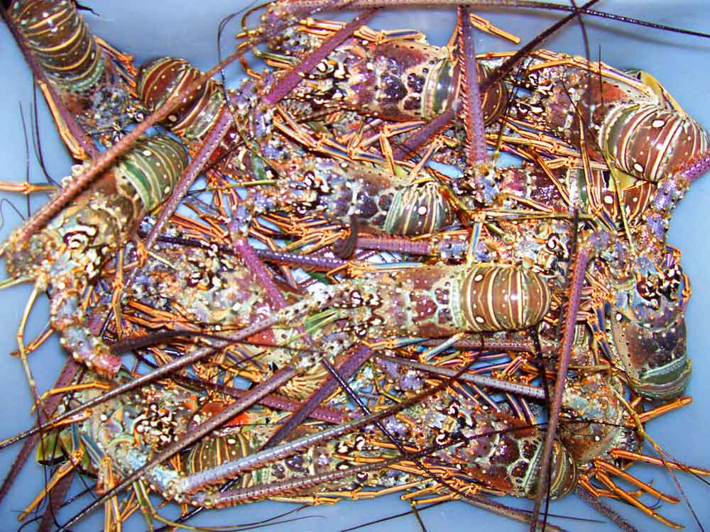 House Boat Grill | Montego Bay