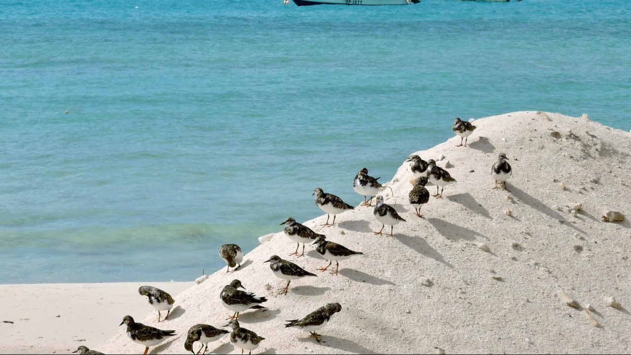 Barbados 