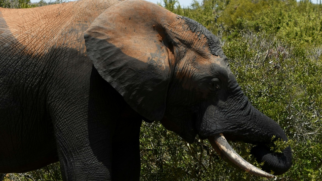 South Africa - Kruger National Park