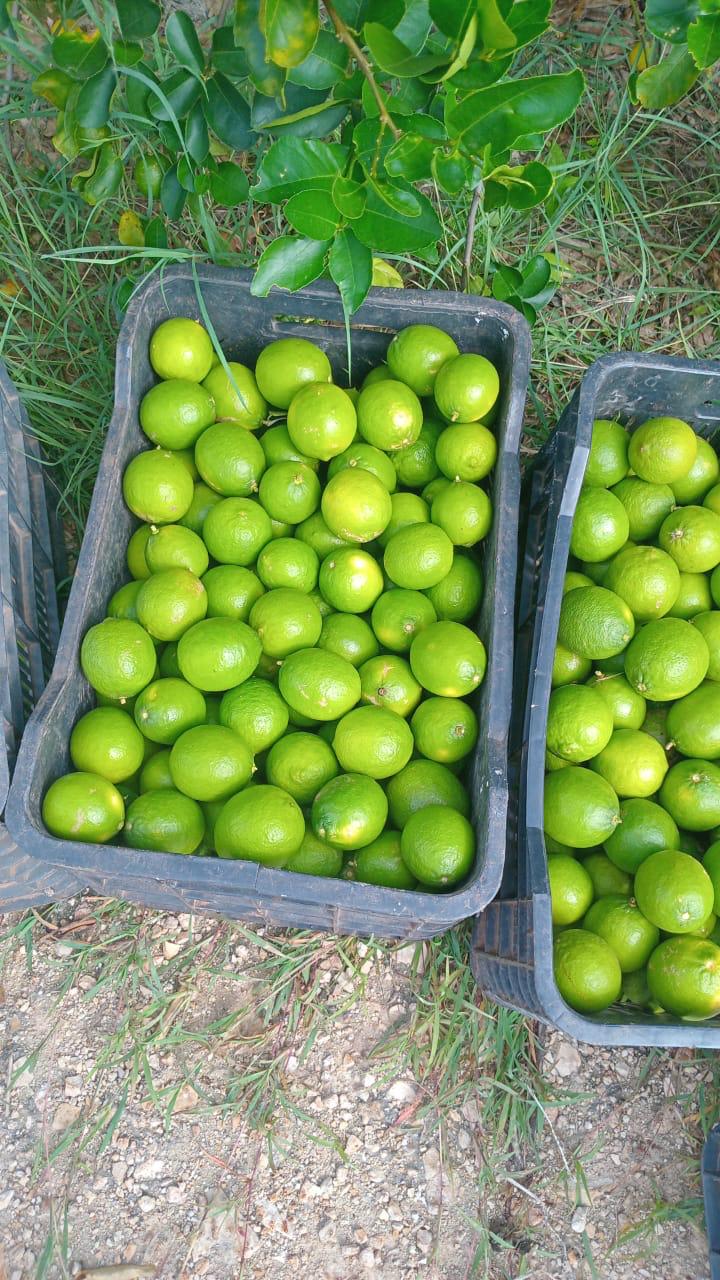 Persian Lime Estate | Tokenized Agricultural Land | 13% Annual ROI | Yucatán, Mexico