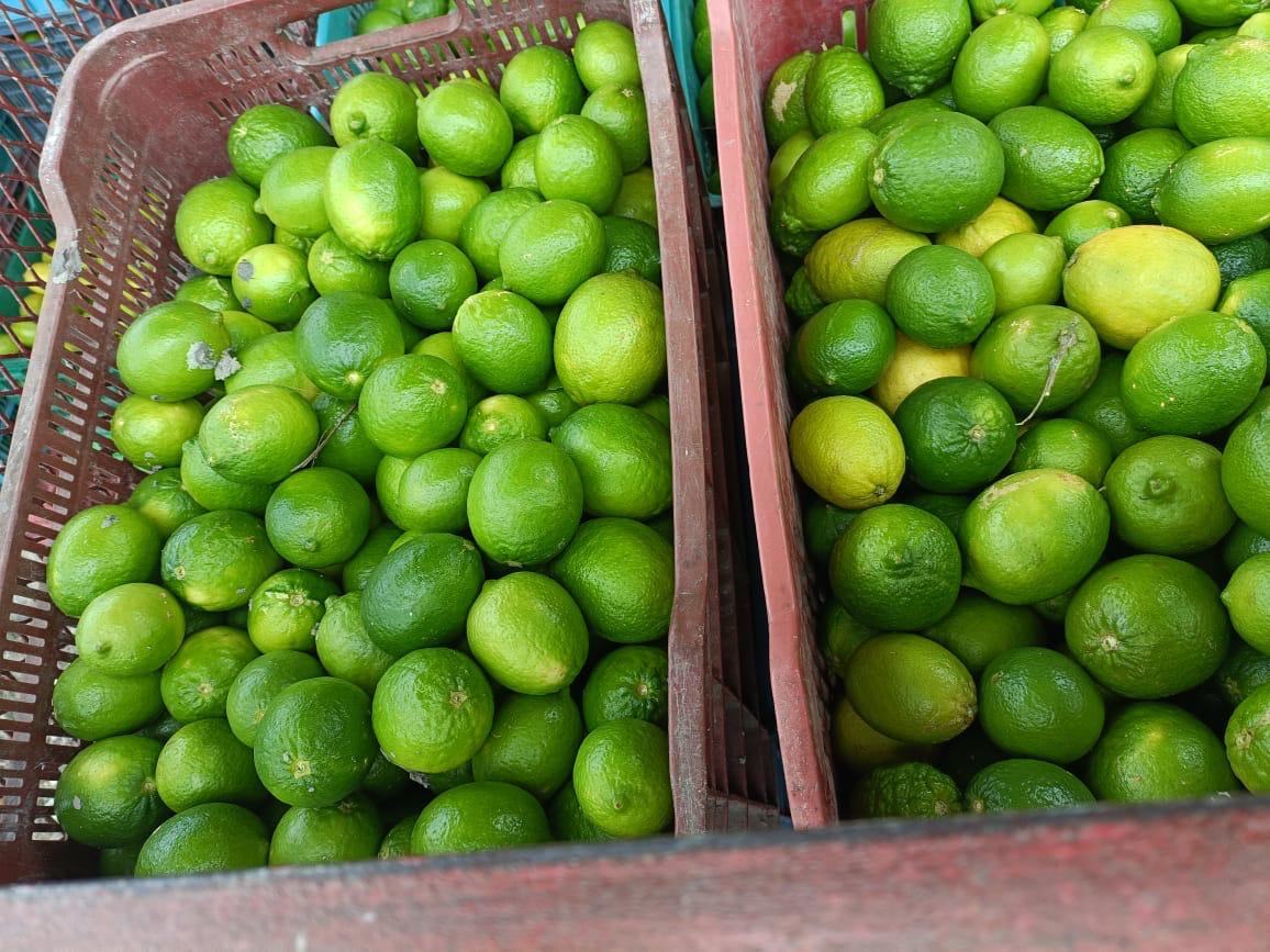 Persian Lime Estate | Tokenized Agricultural Land | 13% Annual ROI | Yucatán, Mexico