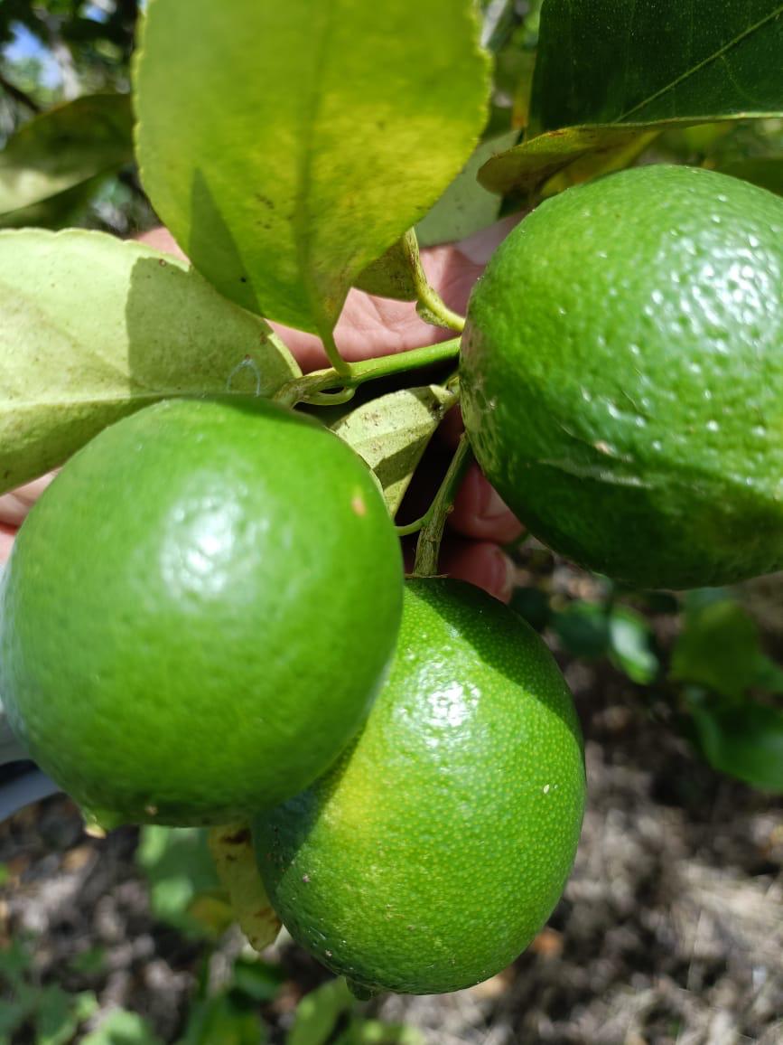 Persian Lime Estate | Tokenized Agricultural Land | 13% Annual ROI | Yucatán, Mexico