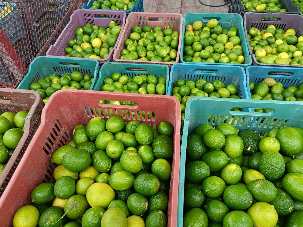 Persian Lime Estate | Tokenized Agricultural Land | 13% Annual ROI | Yucatán, Mexico