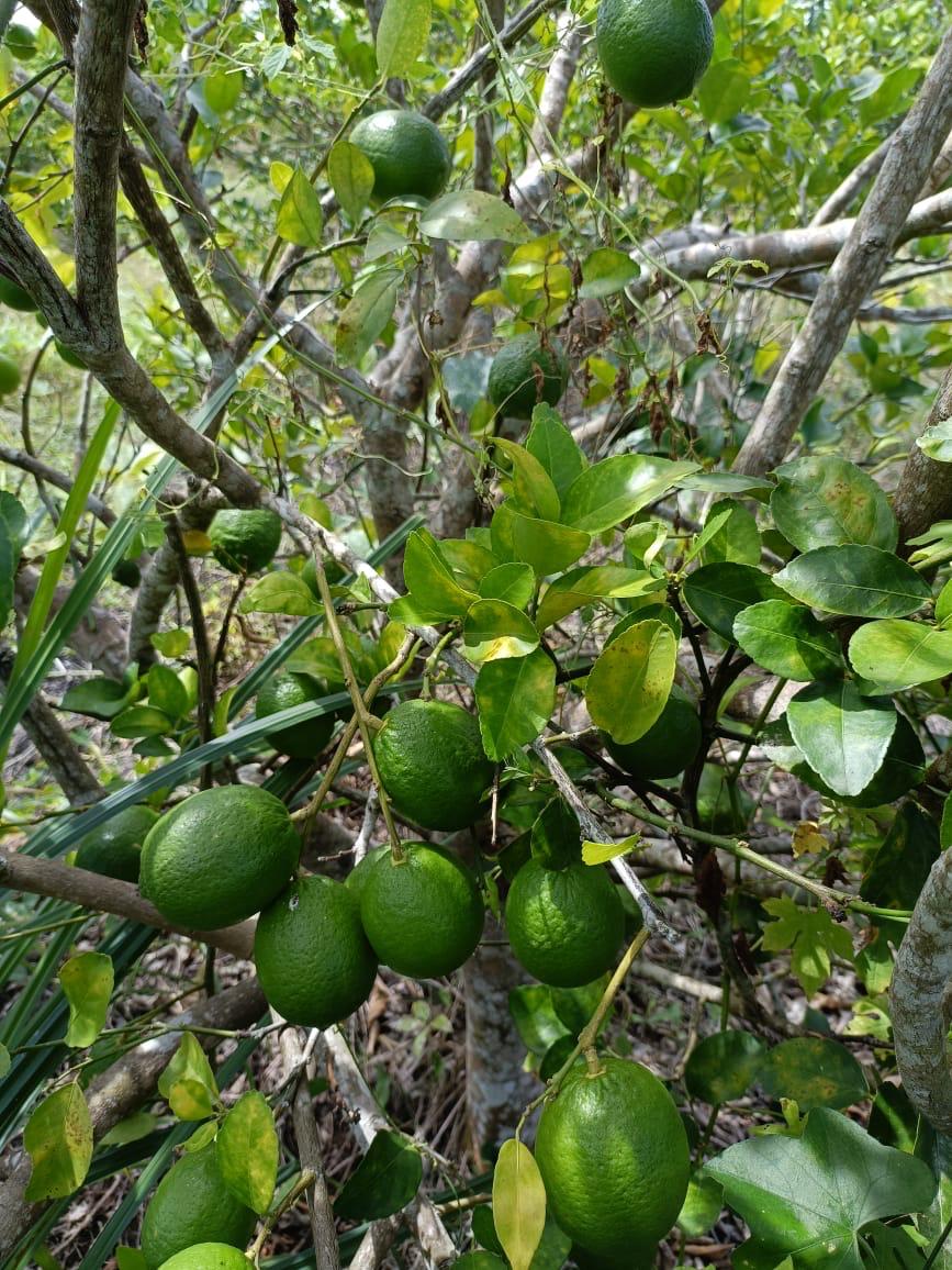 Persian Lime Estate | Tokenized Agricultural Land | 13% Annual ROI | Yucatán, Mexico