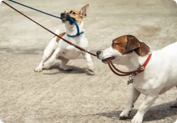 Prestige k9