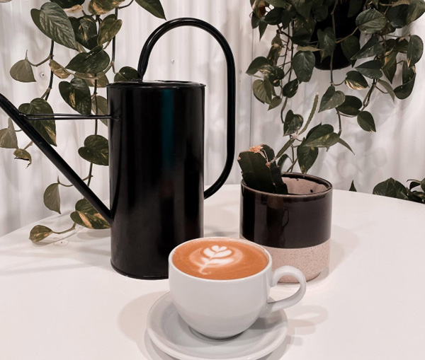Paloma Coffee Co.