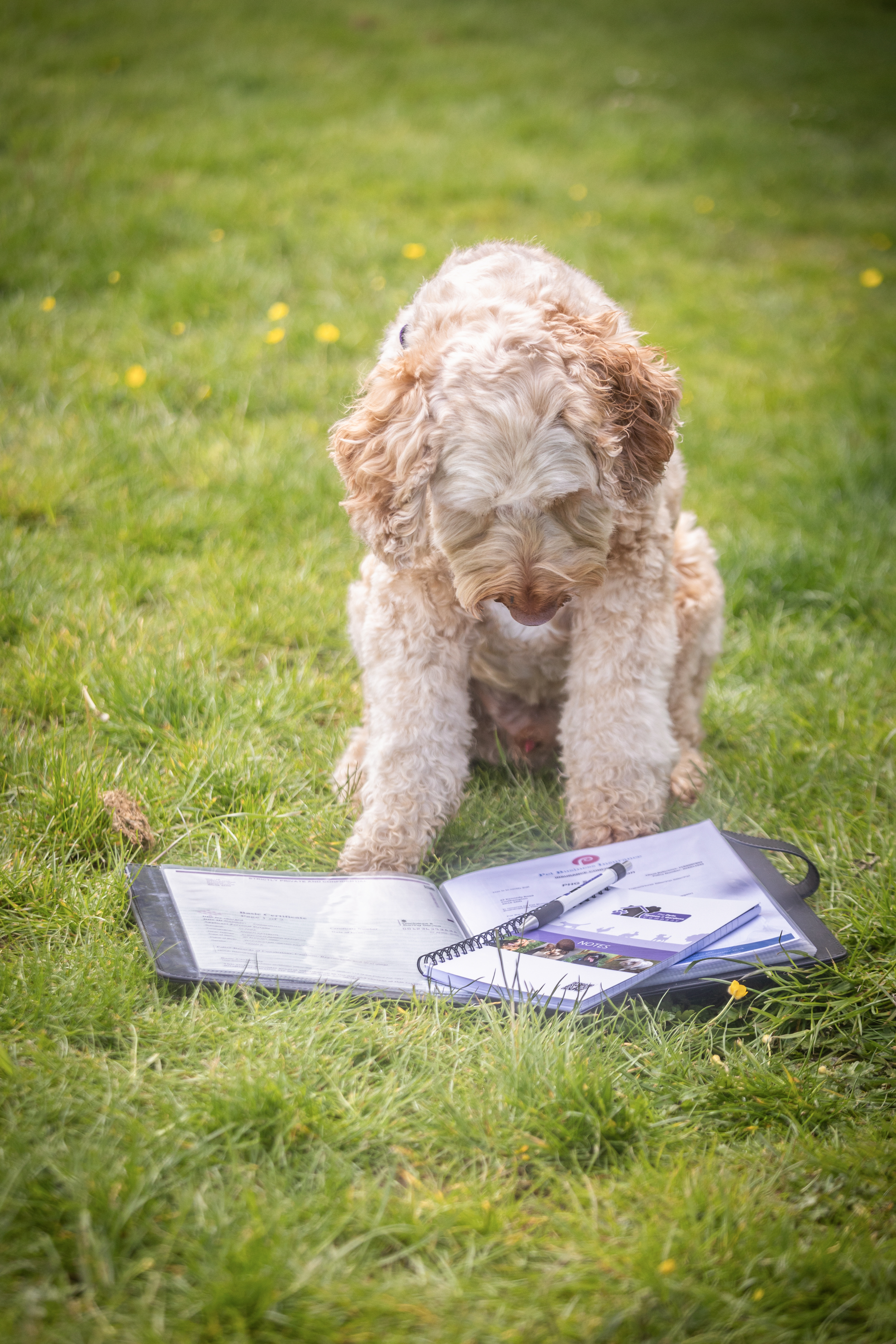The Pets, Homes & Gardens Company