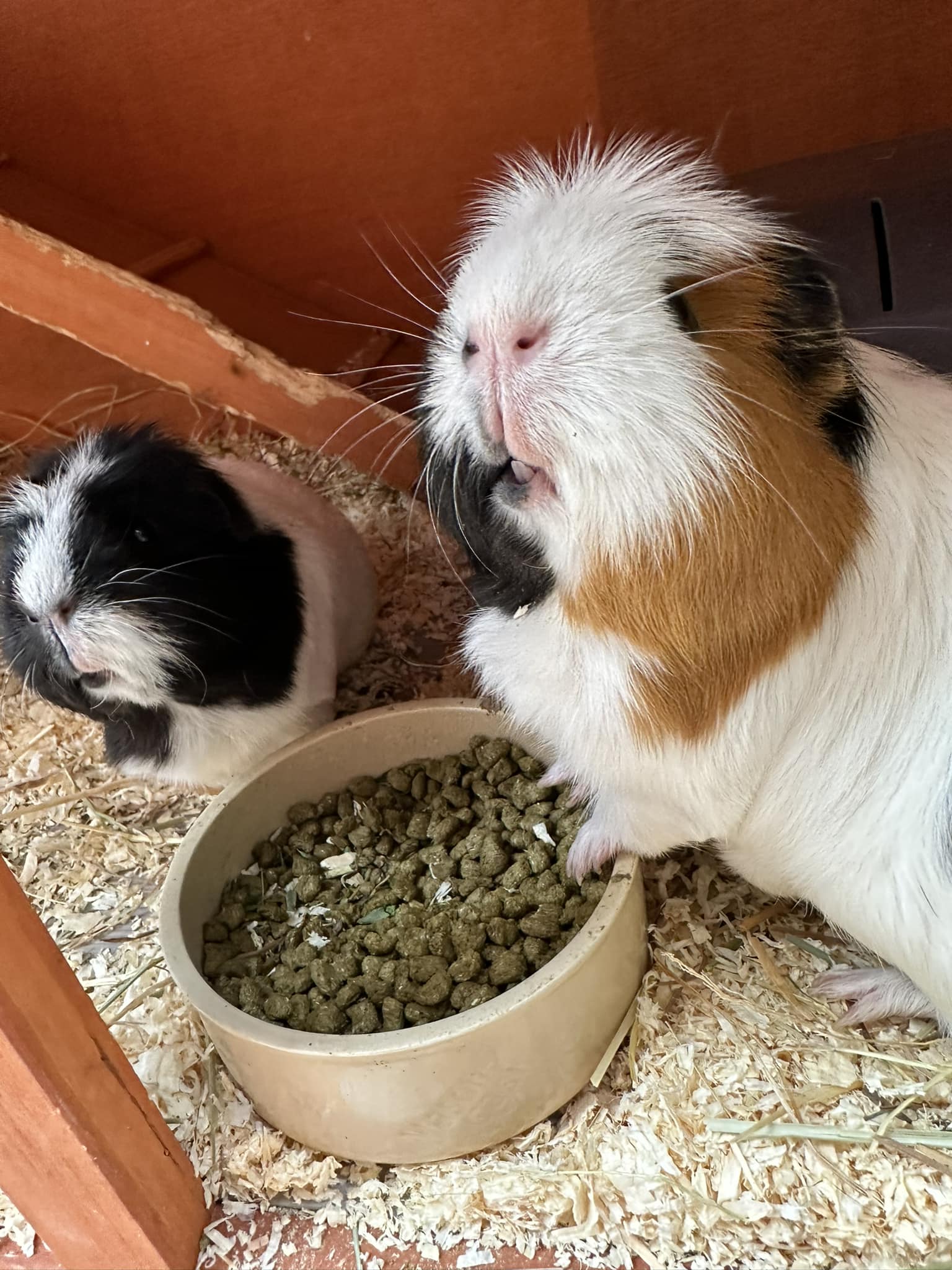 The Pets, Homes & Gardens Company