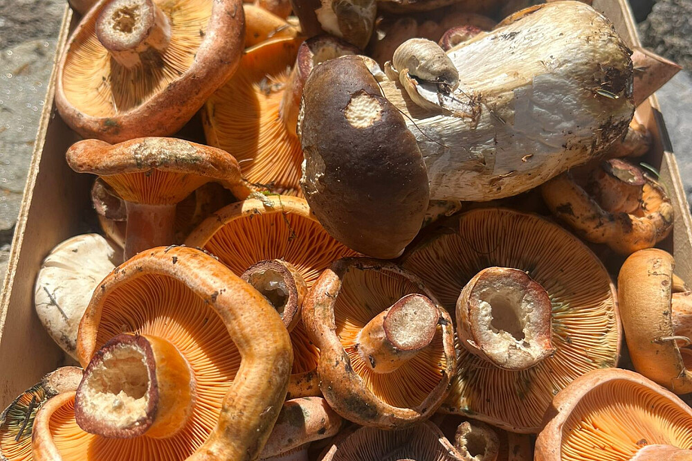 3 Day Pick & Cook Foraging Edible Fungi in the Pyrenees, Spain