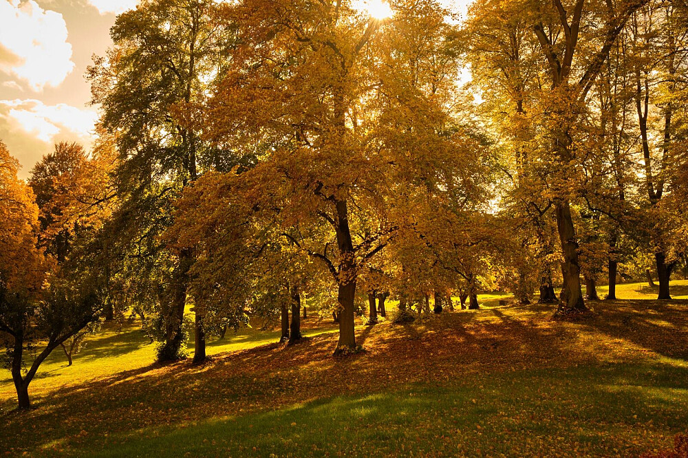 7 Tage Herbst-Balance: Ayurveda-Panchakarma-Retreat in Deutschland