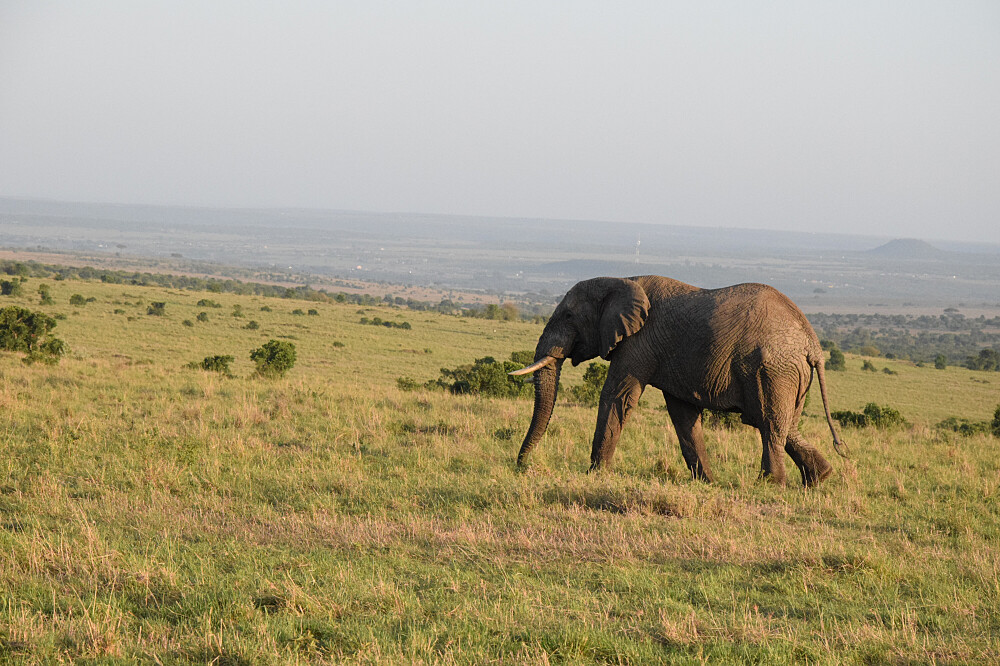 7-tägige PUMUA-Reise: Eine heilige Atem- und Zen-Reise in Kenia