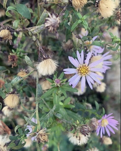East River Gardens