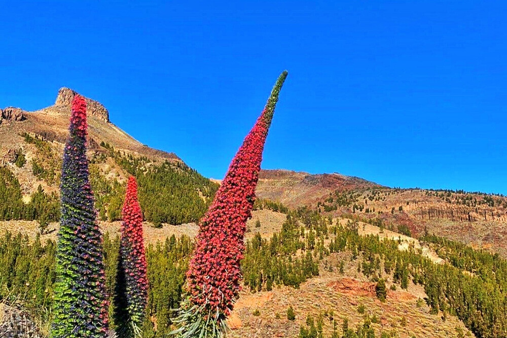 30 dages behandlingsprogram for afhængighed på hjemmebane, Tenerife, Spanien