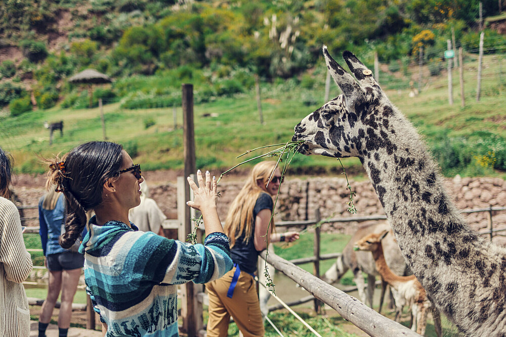 2-tägiges Alpaka-Yoga-Retreat und Lama-Farm-Erlebnis in Peru