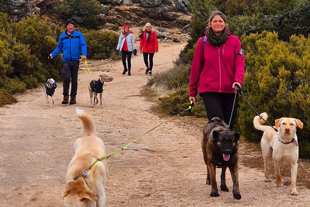 ポルトガルの山々で保護犬たちと過ごす5日間のハイキング