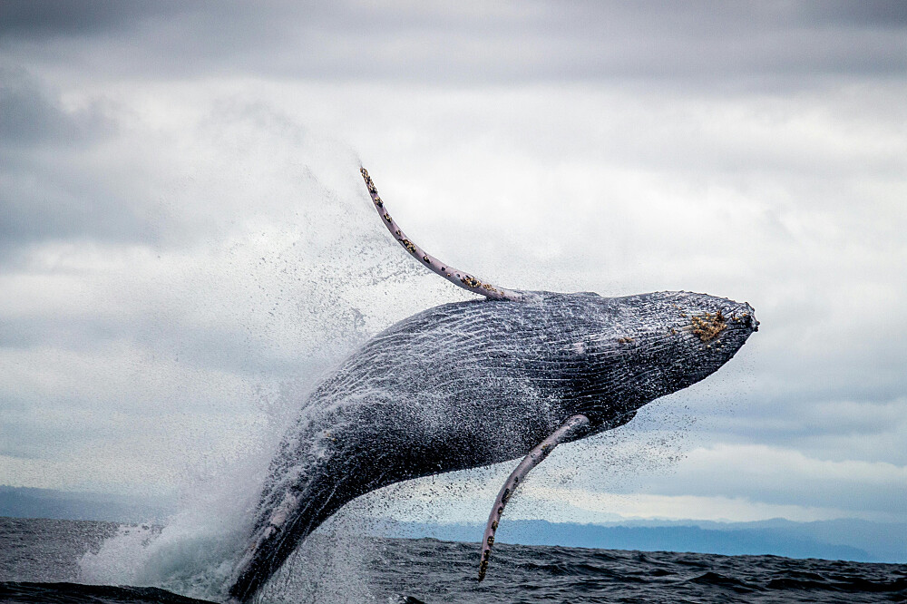 2-tägige Walmedizin-Reise: Folge dem Ruf deiner Seele auf Maui, Hawaii