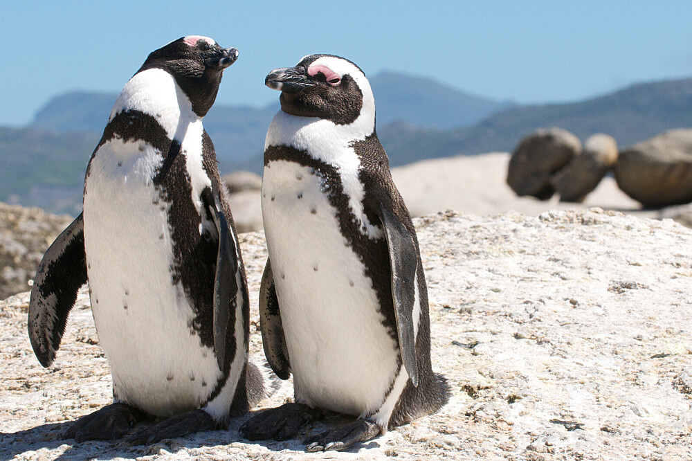 2-daagse SUP-safari en wandel-MICRO-retraite, Kaapstad, Zuid-Afrika