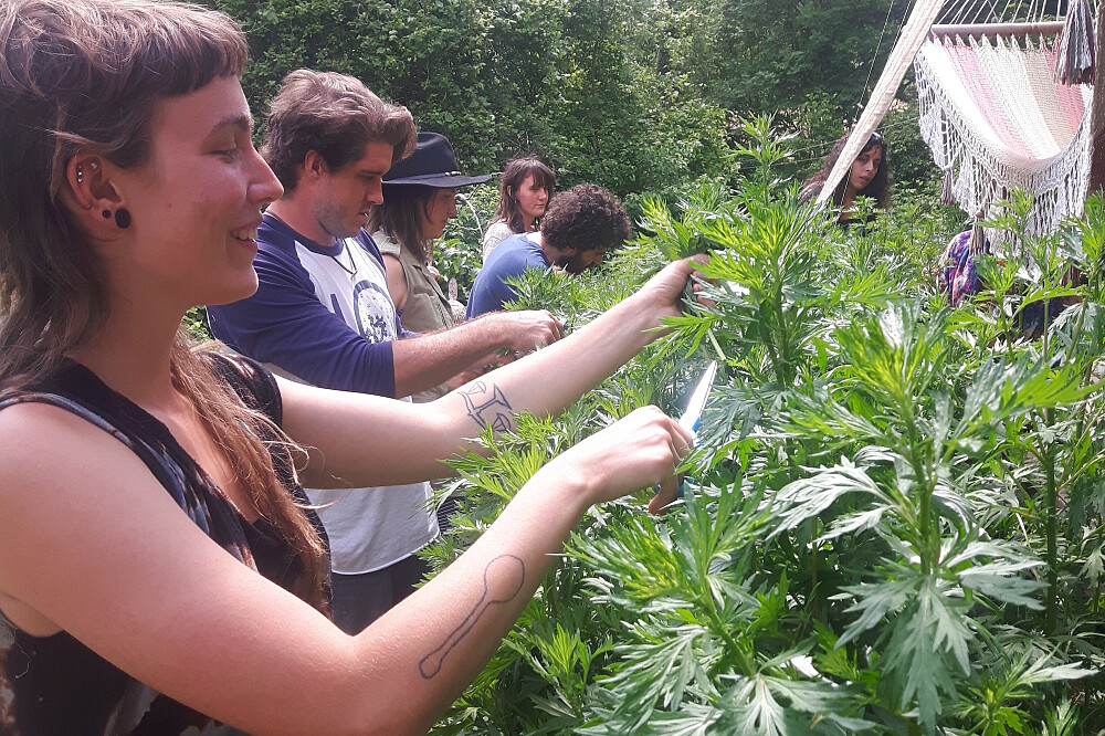 Zweitägiges Kräuterkunde-Mentoring an 5 Wochenenden in Kanada