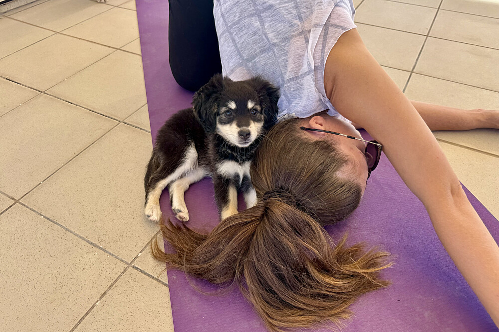 4-tägiges Yoga-Retreat für Welpen: Finde Ruhe und innere Balance in Zypern