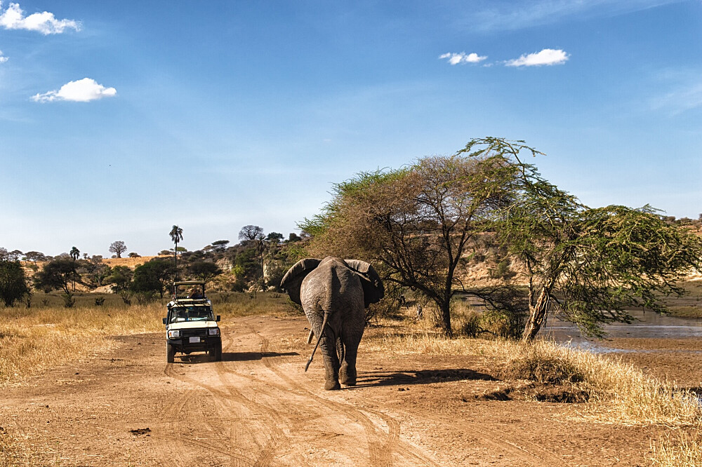 13-tägige Erholungsreise: Yoga, Safari &amp; Entspannung in Tansania