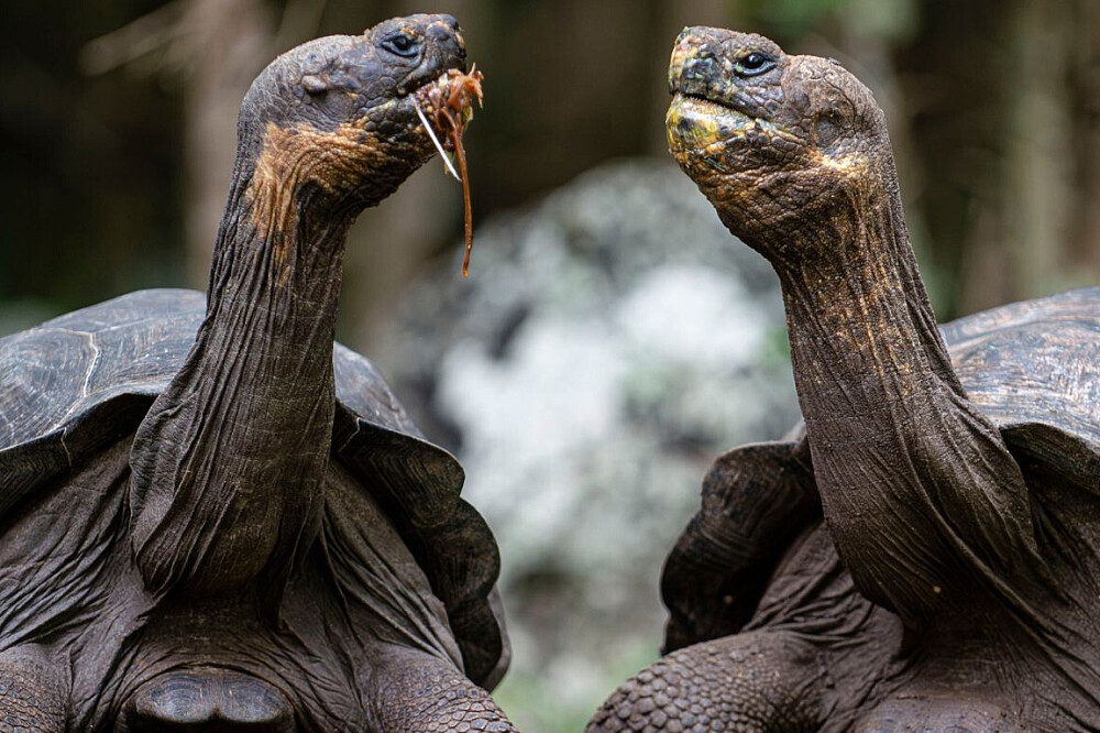 4-tägige Manifestations- und Yoga-Reise auf den Galapagos-Inseln