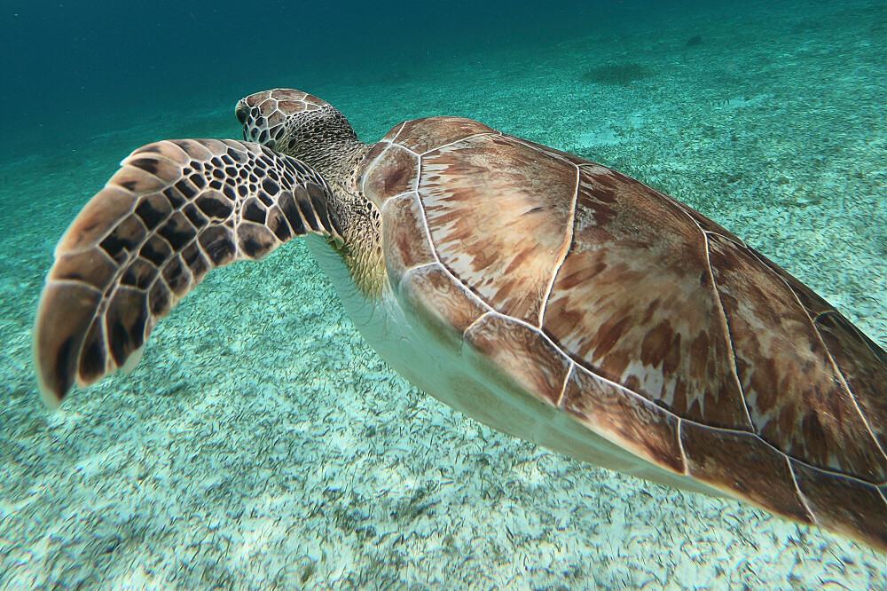 6-tägiges exklusives Yoga- und Tauch-Retreat in Cozumel, Mexiko