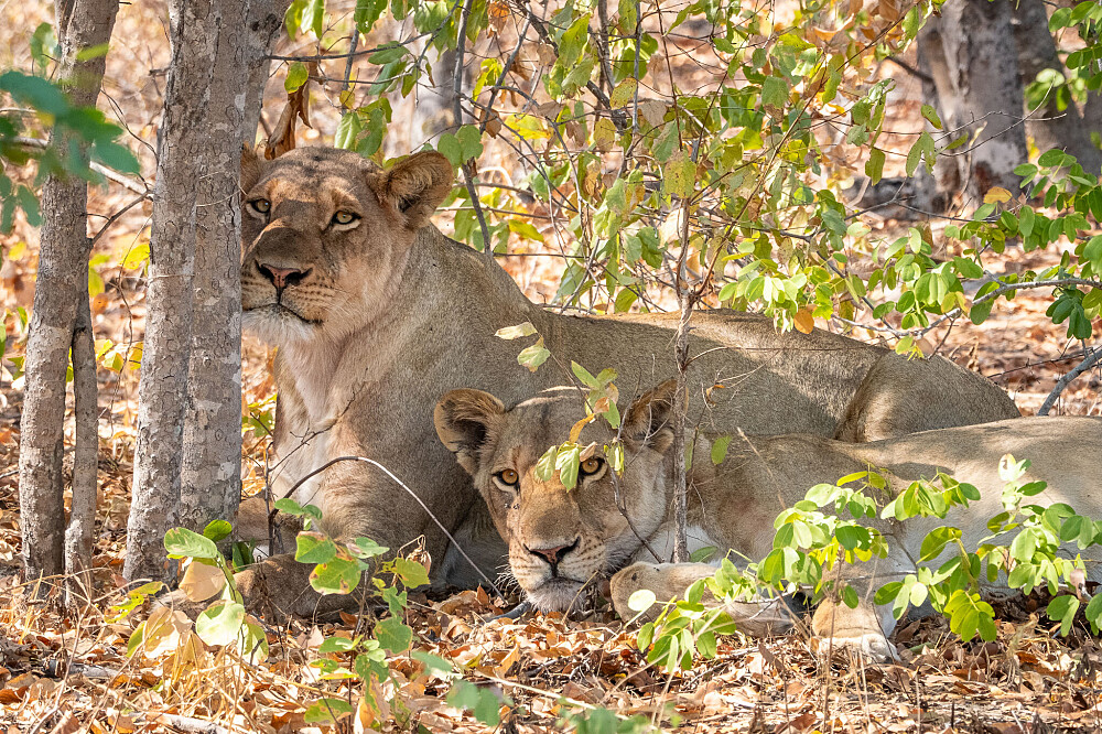 8-dages vild og fri: Afrika-retreat i Botswana