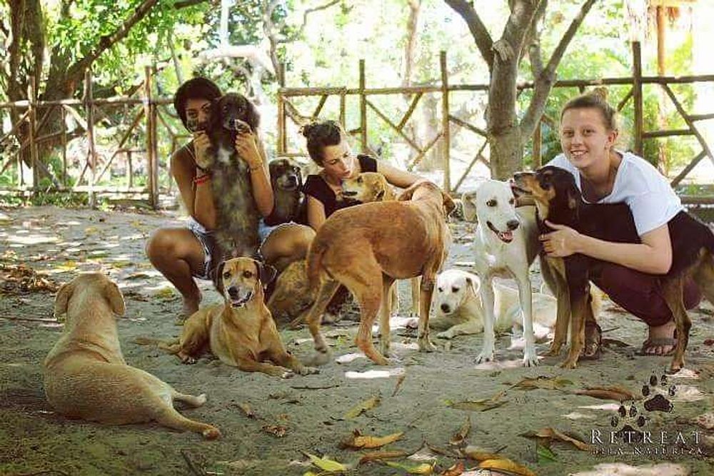 8-tägiges Retreat für heilende Musik und Yoga mit liebevollen Hunden, Brasilien