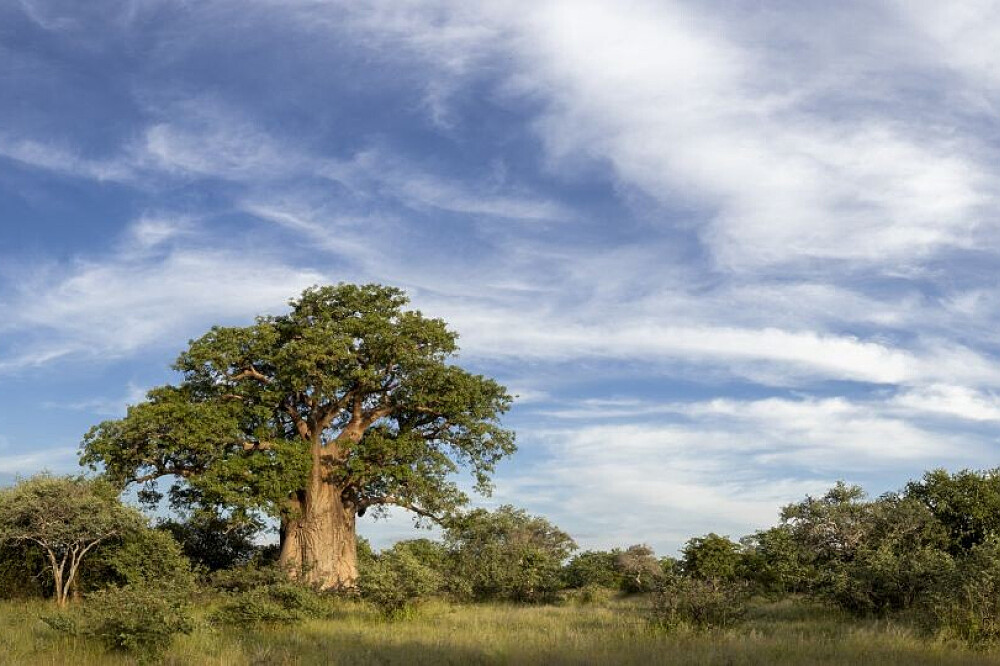 7-tägige Buschheilung: Erholung und Regeneration in einer uralten Quelle, Südafrika