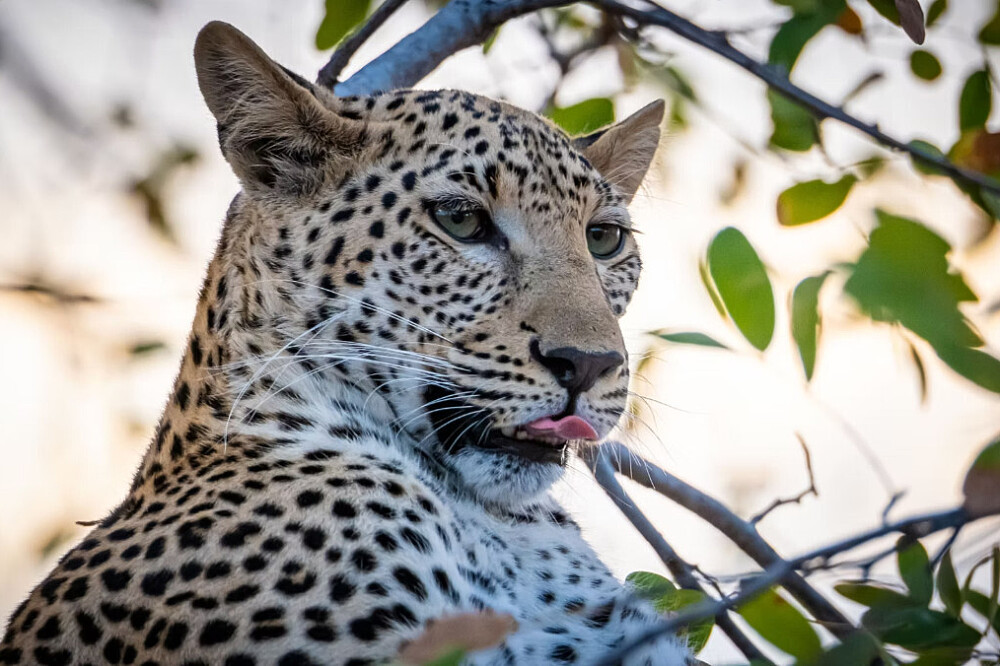 7 päivän villi läsnäolo: Mindfulness-safariretriitti, Botswana