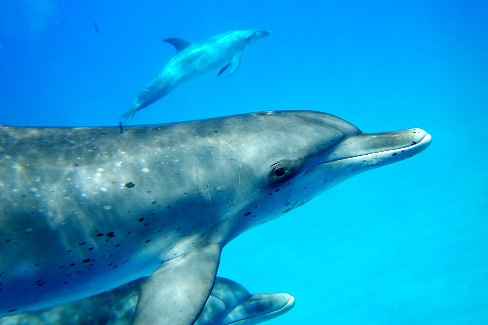 Retiro de 7 dias para nadar com golfinhos em Bimini, Bahamas