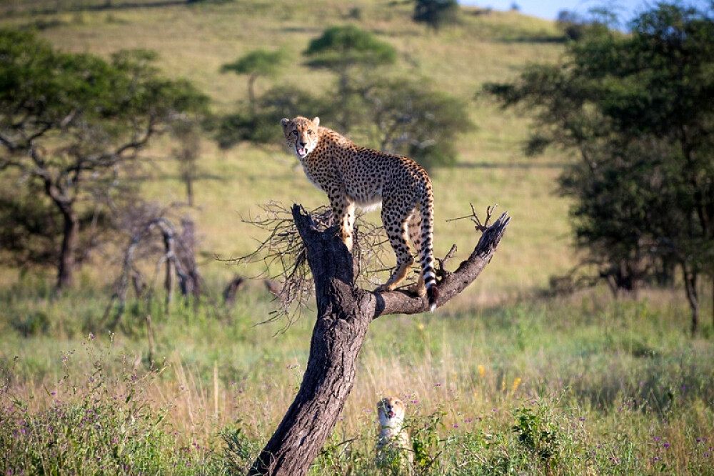 7-tägiges preisgünstiges Camping-Safari-Erlebnis in Tansania, Afrika