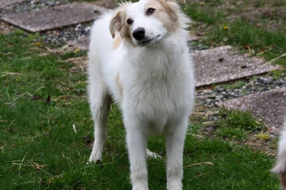 3 Day "Soul Animals" Private Pet-Friendly Retreat, AR, USA
