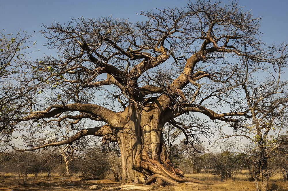 8-daagse detox in een Afrikaanse bush-retraite in Zuid-Afrika