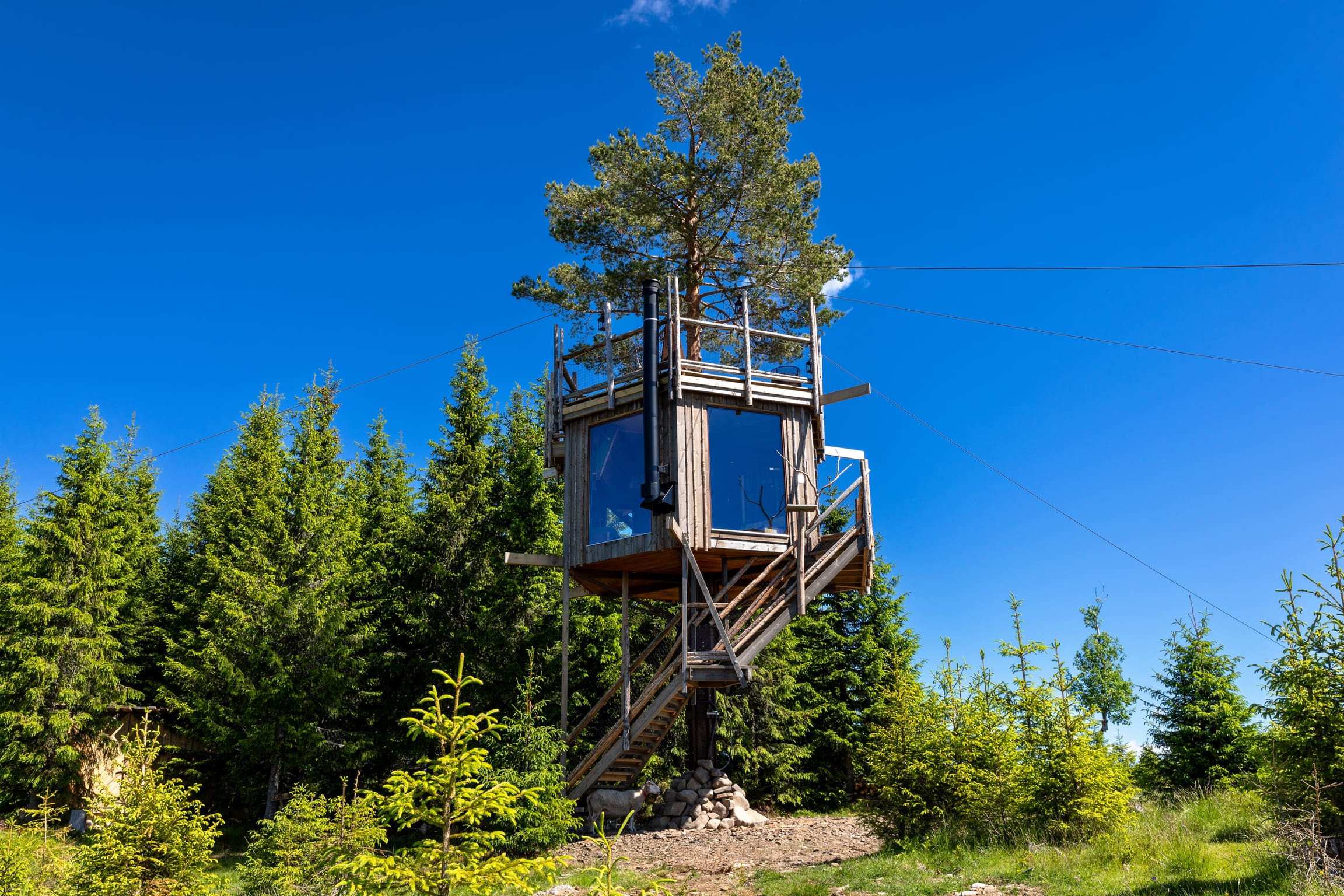 Tretopphytter i Ringsaker