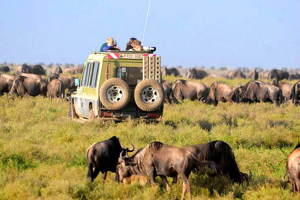 8-tägige Tour zur Großen Gnuwanderung in Tansania, Afrika