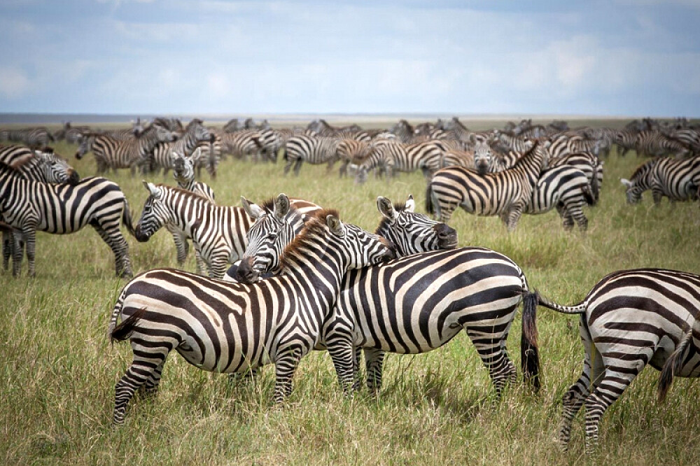 4-tägige Heißluftballon-Safari in der Serengeti in Tansania, Afrika