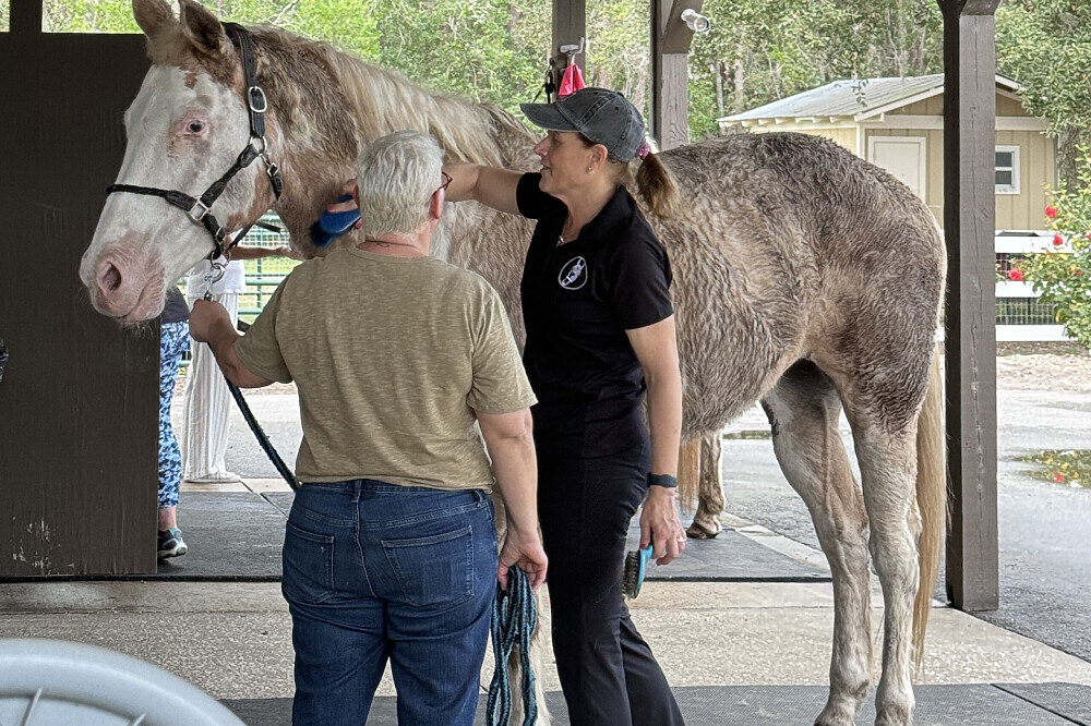3 Day Burnout Recovery Retreat with Rescued Animals in Florida
