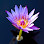 Lotus Chinese Kitchen
