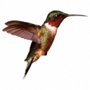Hummingbird Construction logo