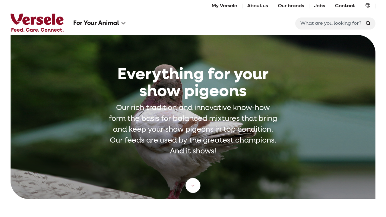 Versele-Laga Pigeon racing pigeon resource image
